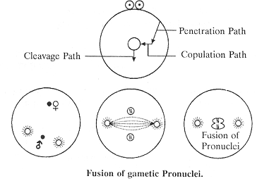 1999_fusion of gametic pronuclie.png